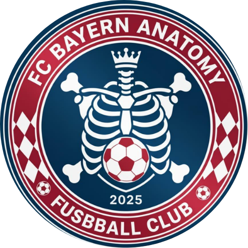 Bayern Anatomy